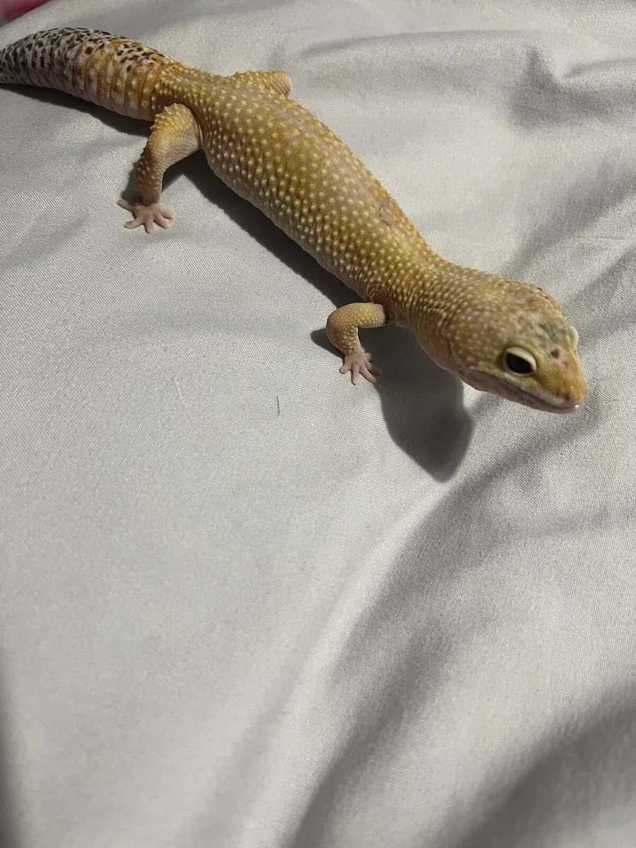 Female lavender tail leopard gecko - Image 2