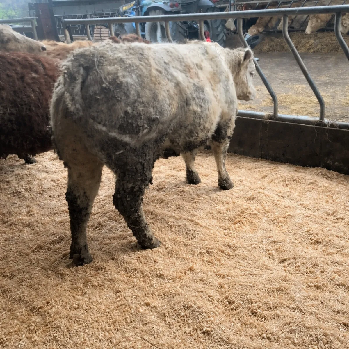 CH Heifer 12 months old. - Image 1