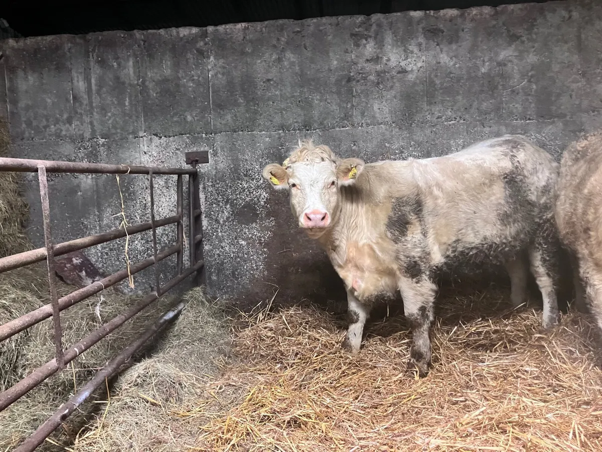 Incalf Heifer - Image 1