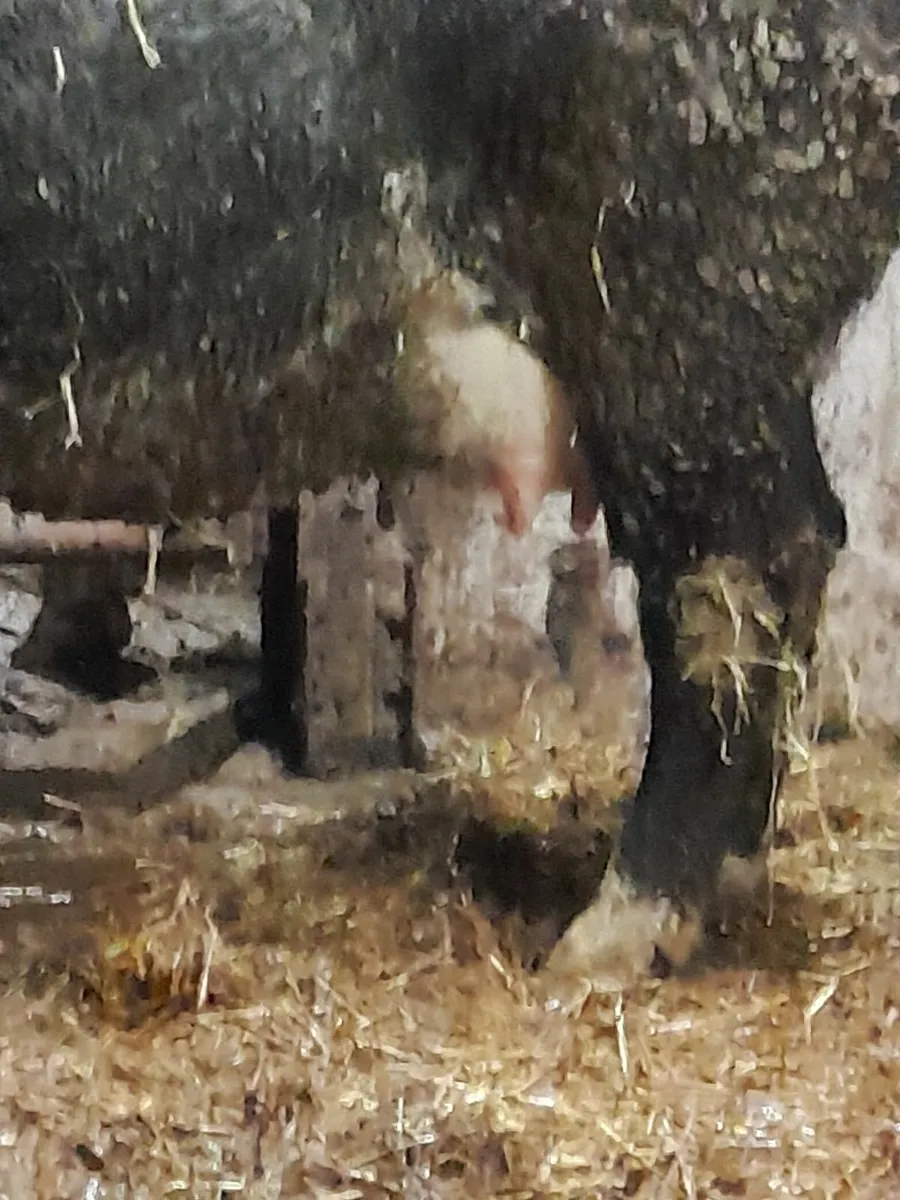 3 x In CALF  HEIFERS - Image 3