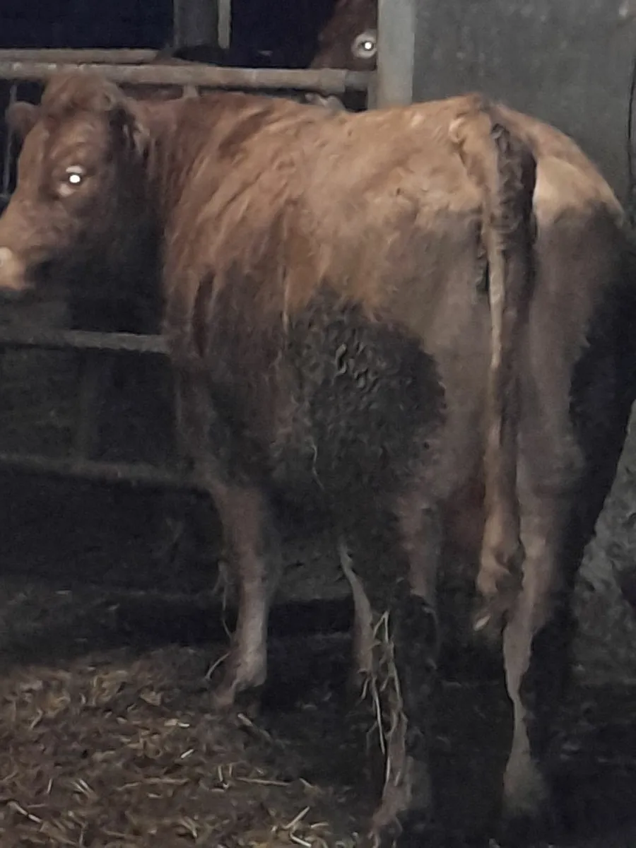 3 x In CALF  HEIFERS - Image 4