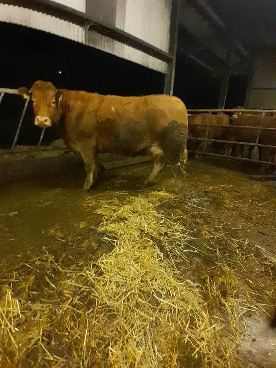 3 x In CALF  HEIFERS - Image 2