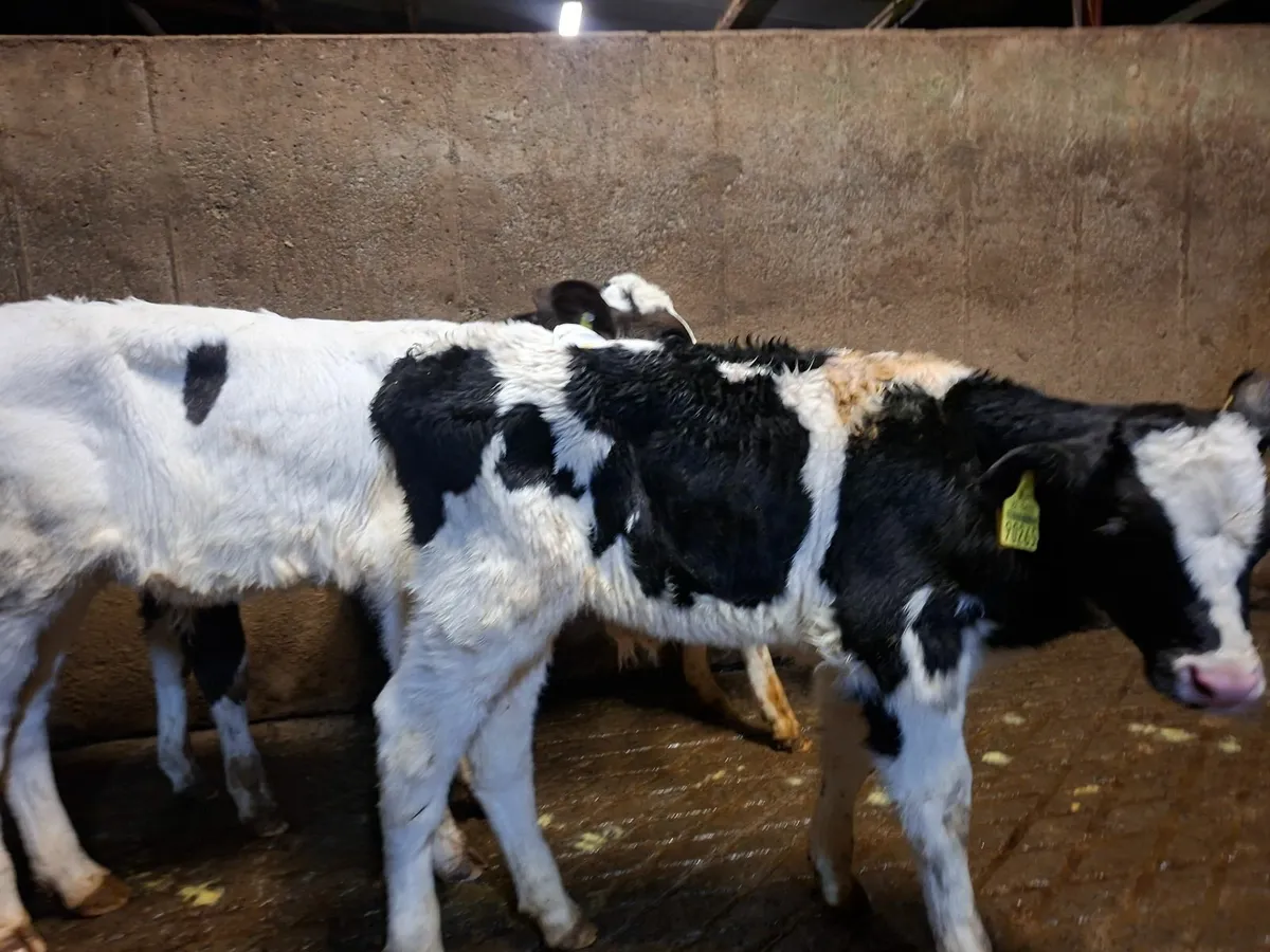 British Friesan Calves - Image 2