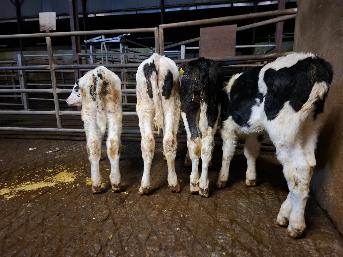 British Friesan Calves - Image 4