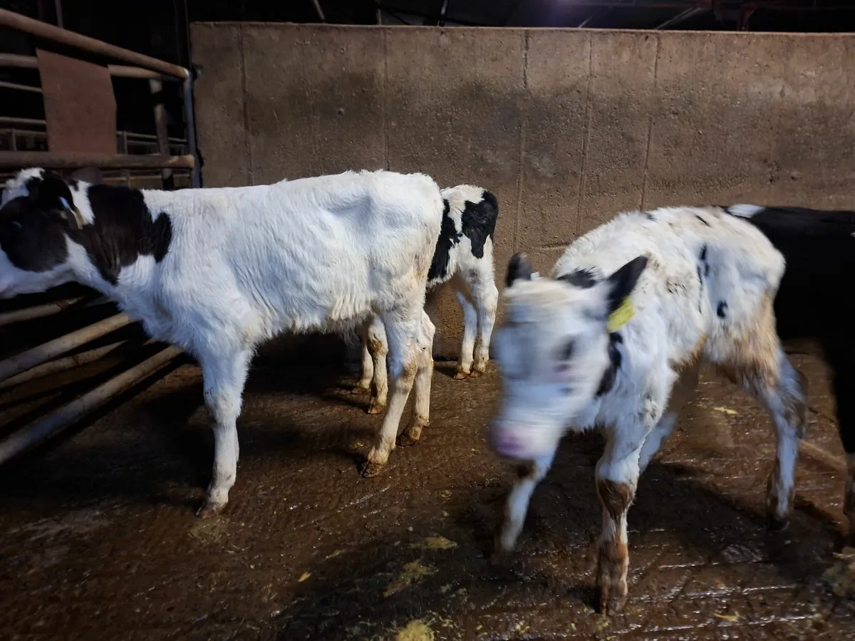 British Friesan Calves - Image 3