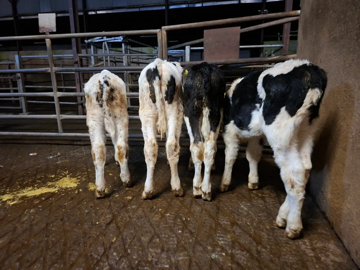 British Friesan Calves - Image 1