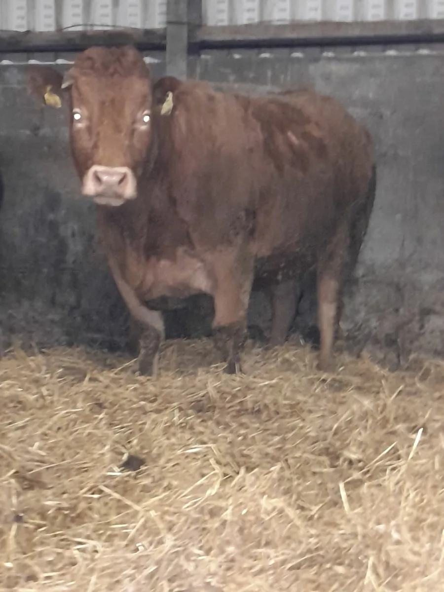 3 x In CALF  HEIFERS - Image 1