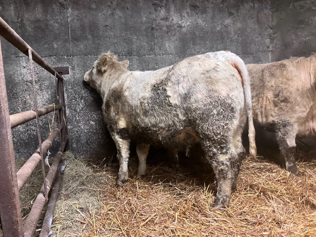 Incalf Heifer - Image 2