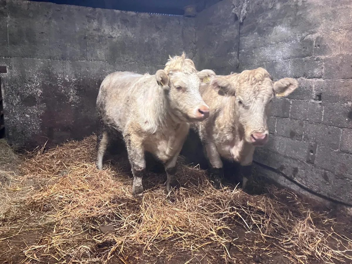 Incalf Heifer - Image 3