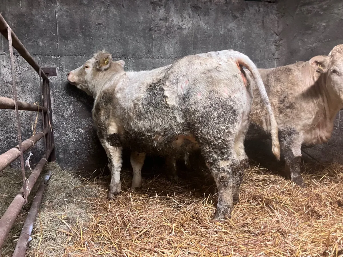 Incalf Heifer - Image 4