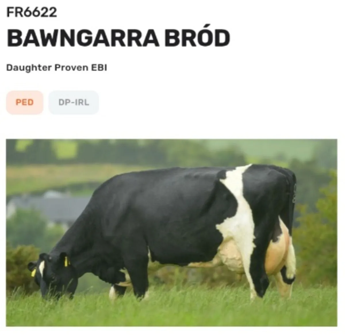 Incalf heifers - Image 1