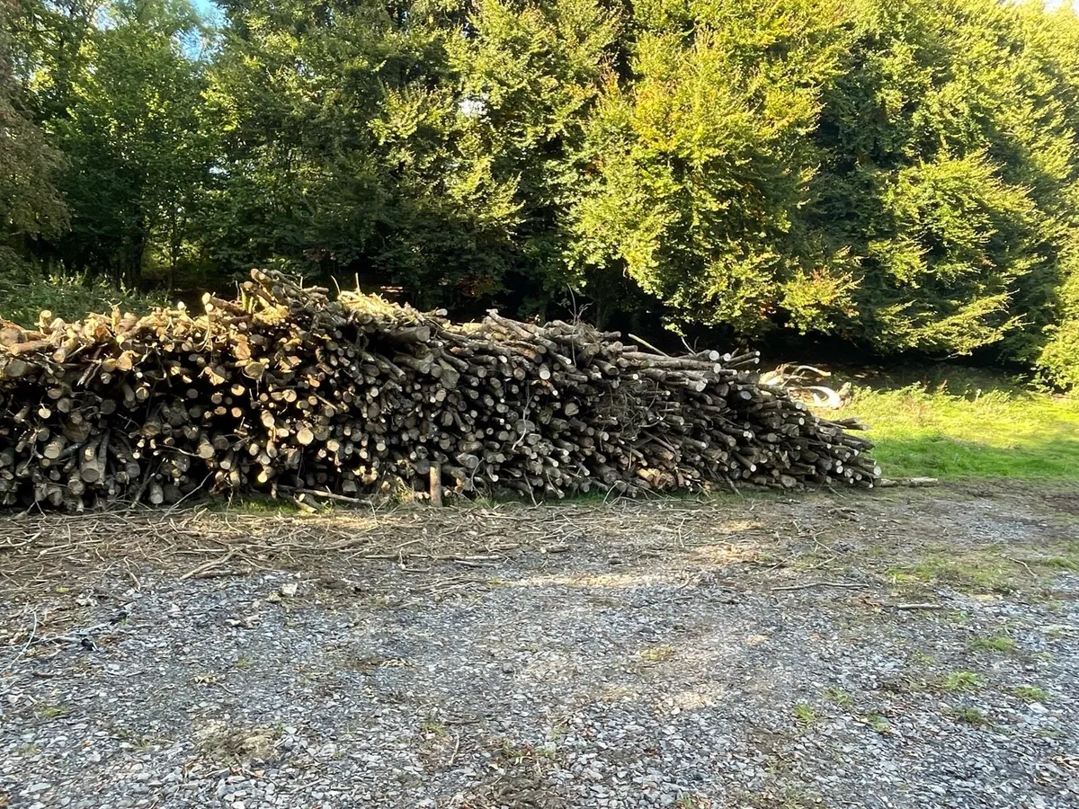 Seasoned Ash timber - Image 1