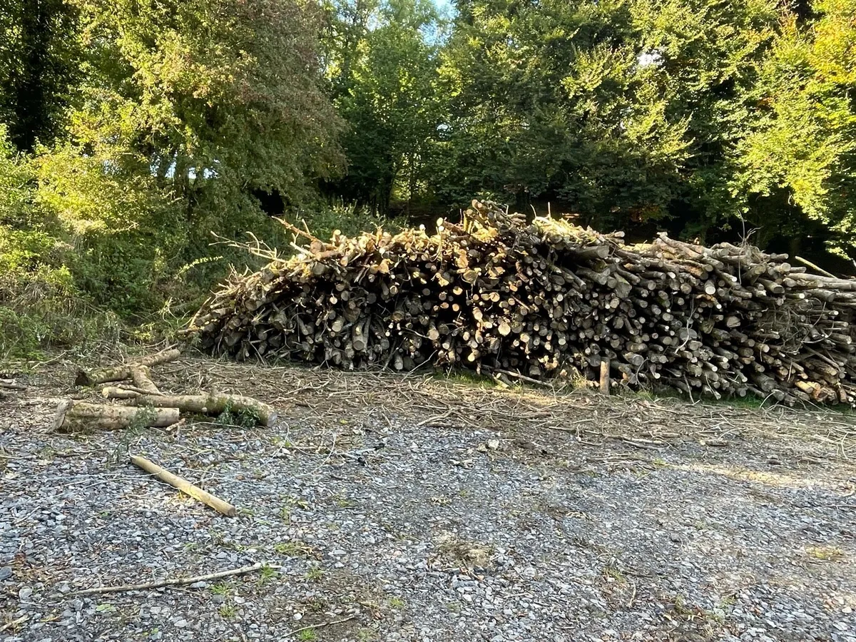 Seasoned Ash timber - Image 2