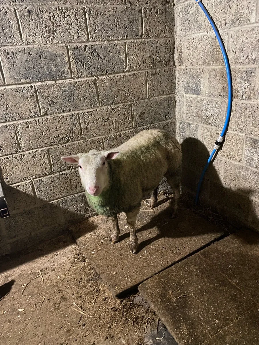 Berrison ram - Image 1