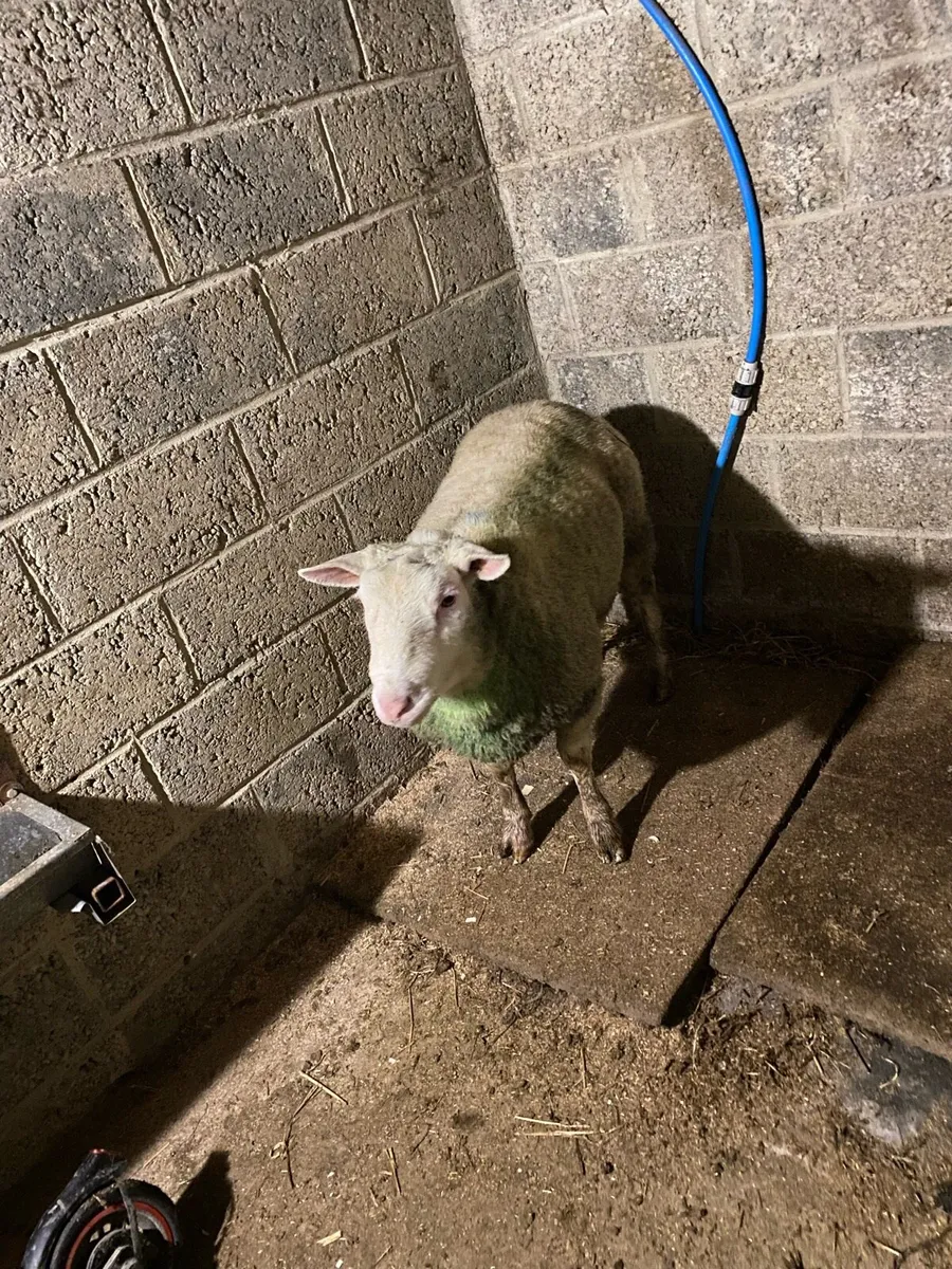 Berrison ram - Image 2