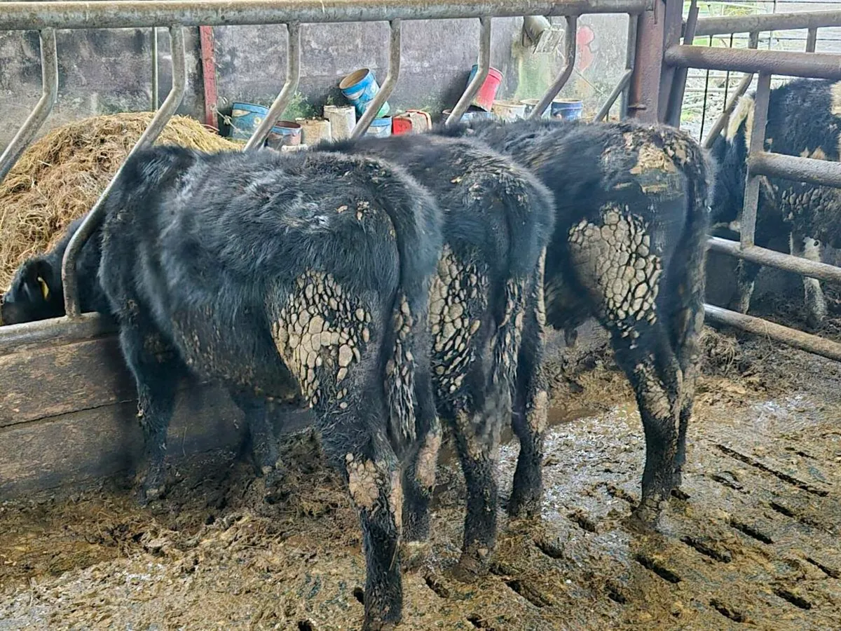 AAX Weanlings - Image 3