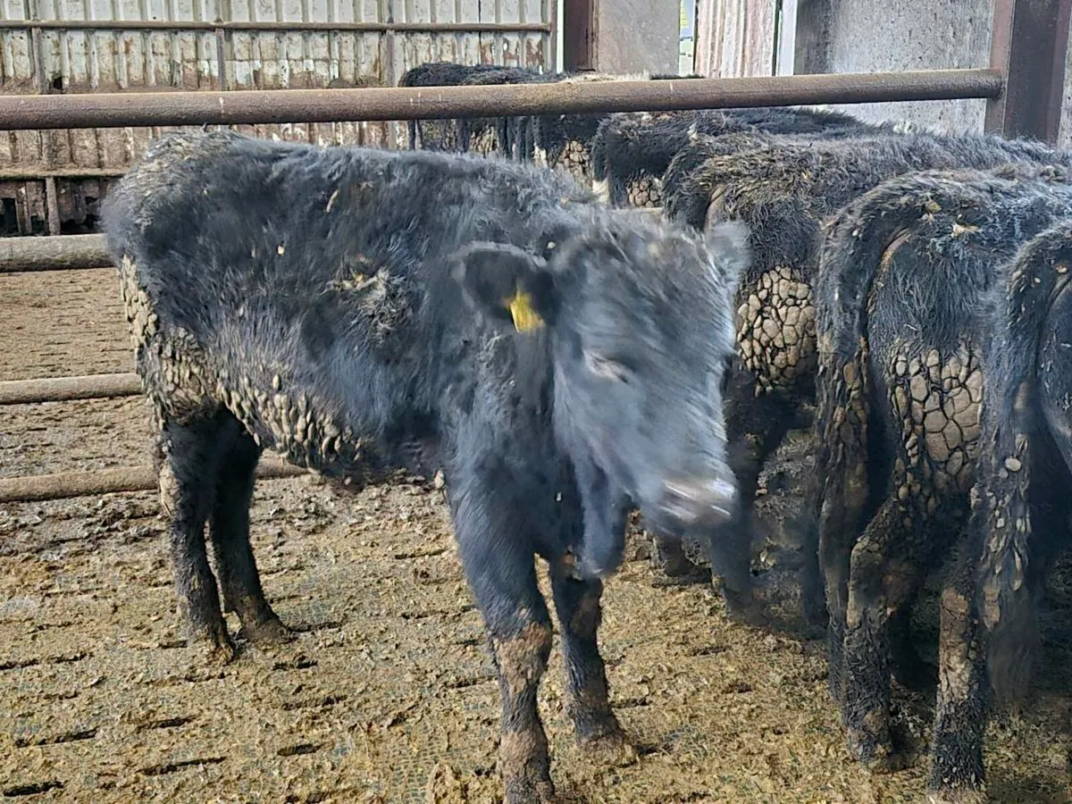 AAX Weanlings - Image 4