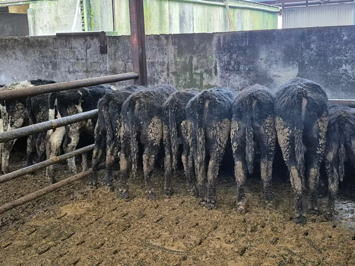 AAX Weanlings - Image 1