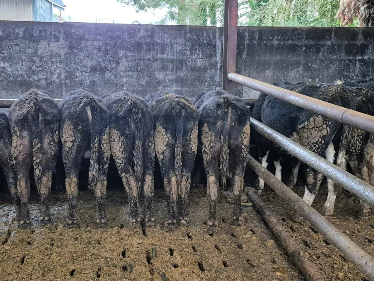 AAX Weanlings - Image 2