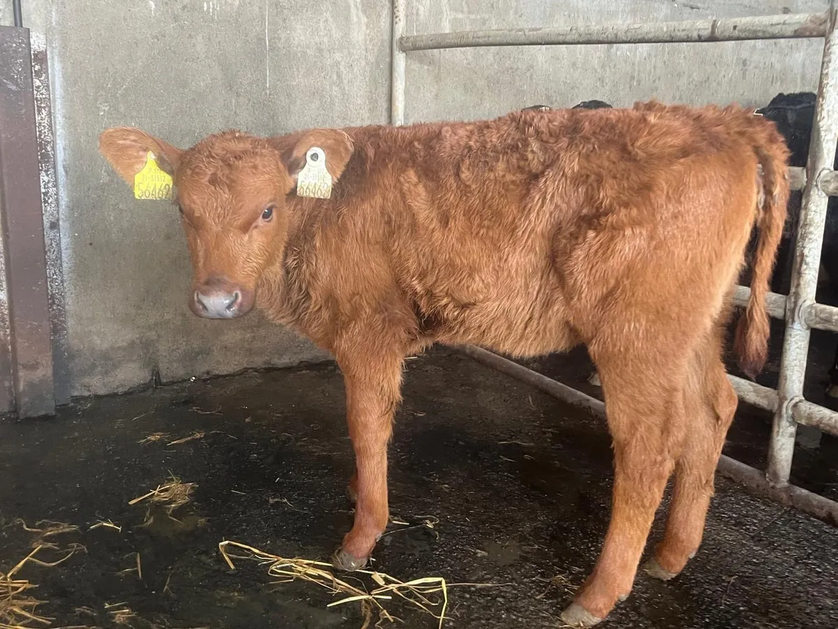 Super strong red Angus heifer - Image 1
