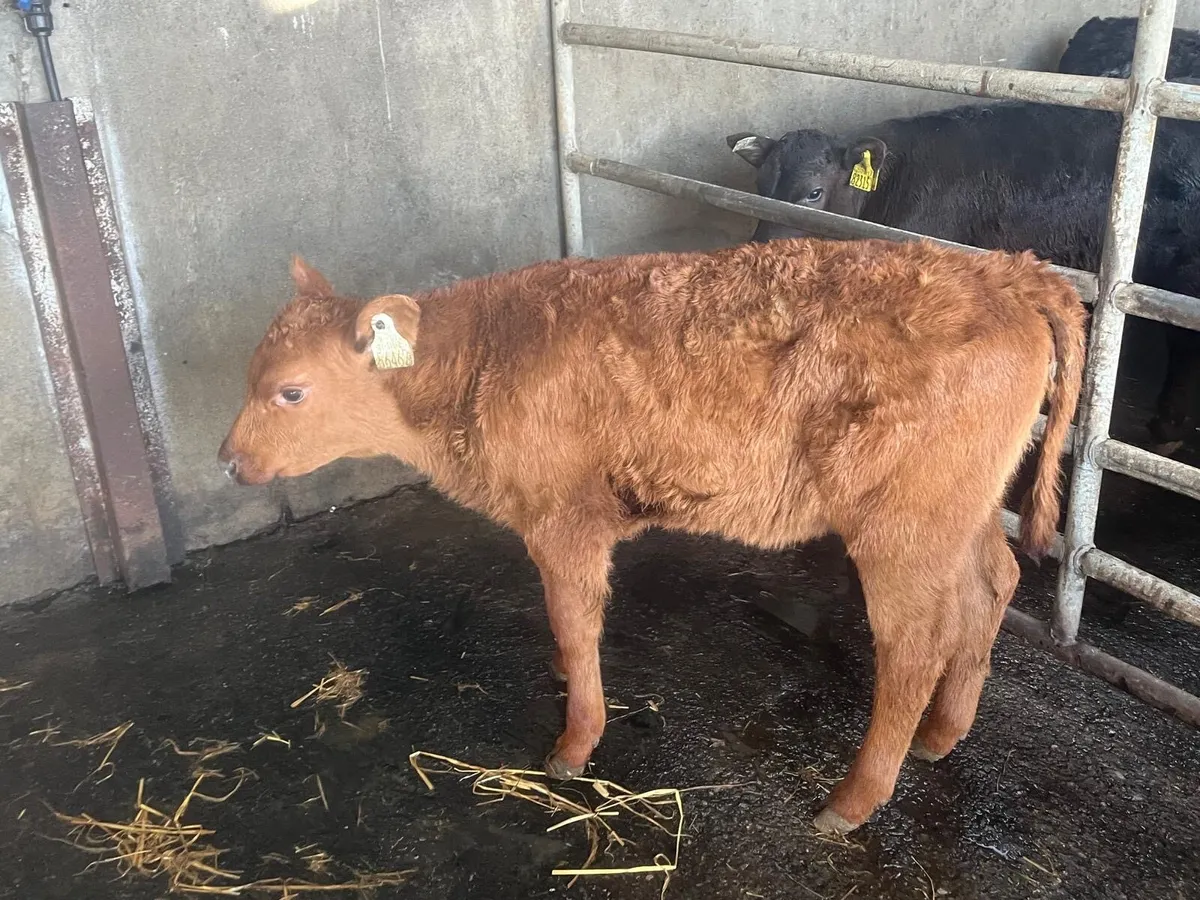 Super strong red Angus heifer - Image 2