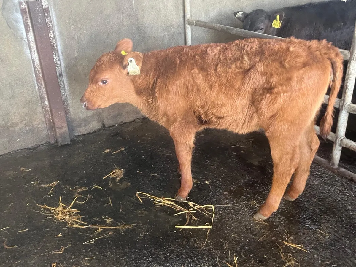 Super strong red Angus heifer - Image 4