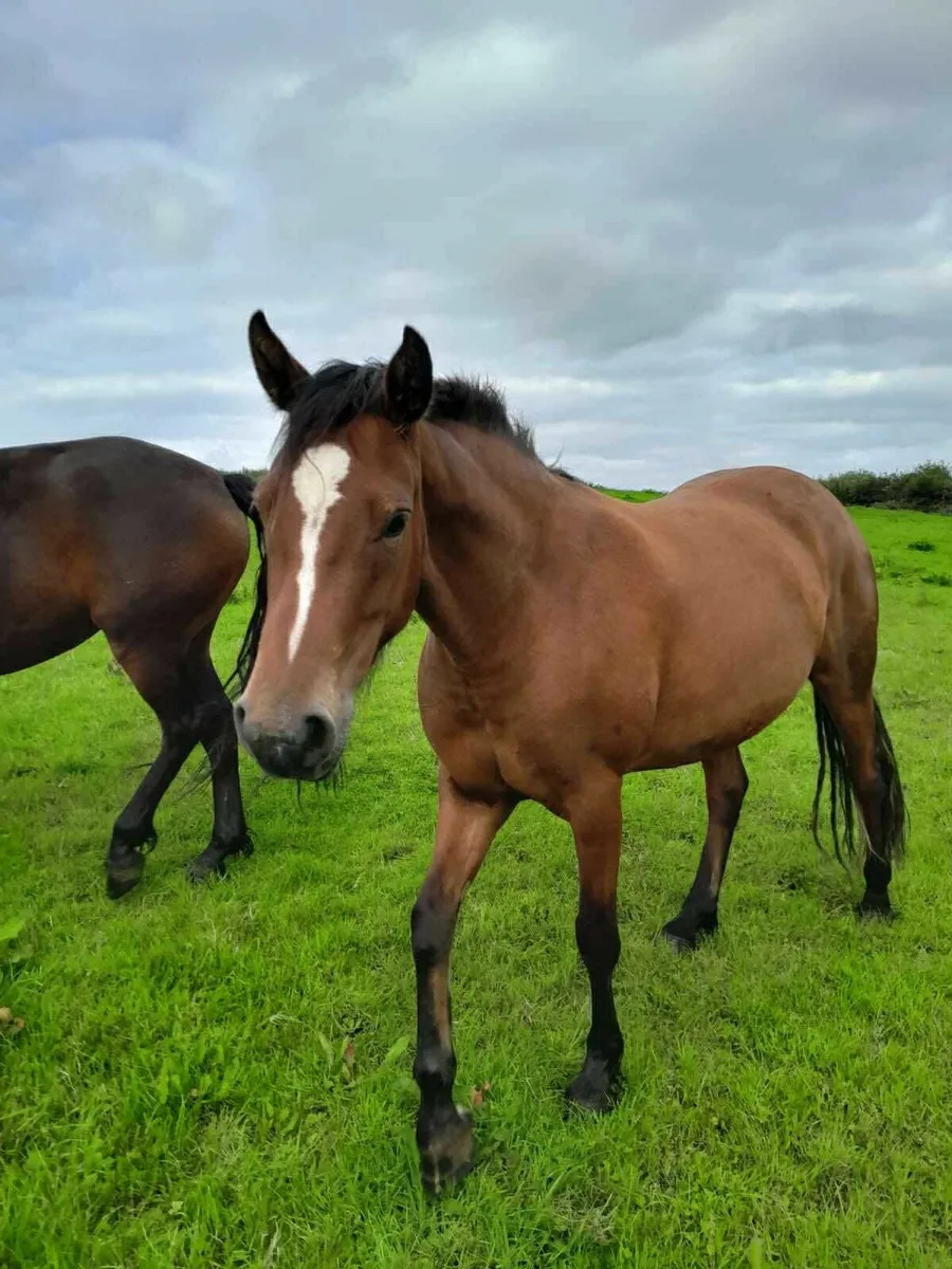 Connemara Ponies - Image 1