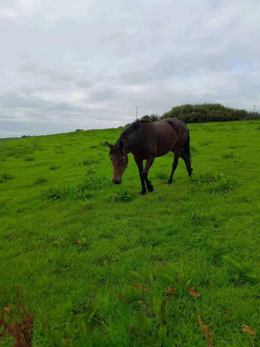 Connemara Ponies - Image 4