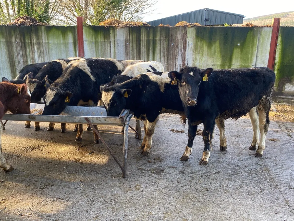 300kg Friesian Bullocks @ Lissava - Image 3