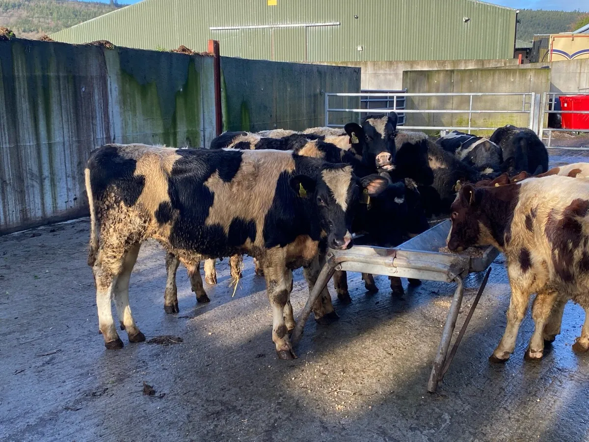 300kg Friesian Bullocks @ Lissava - Image 4