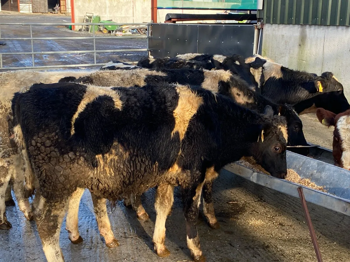 300kg Friesian Bullocks @ Lissava - Image 1