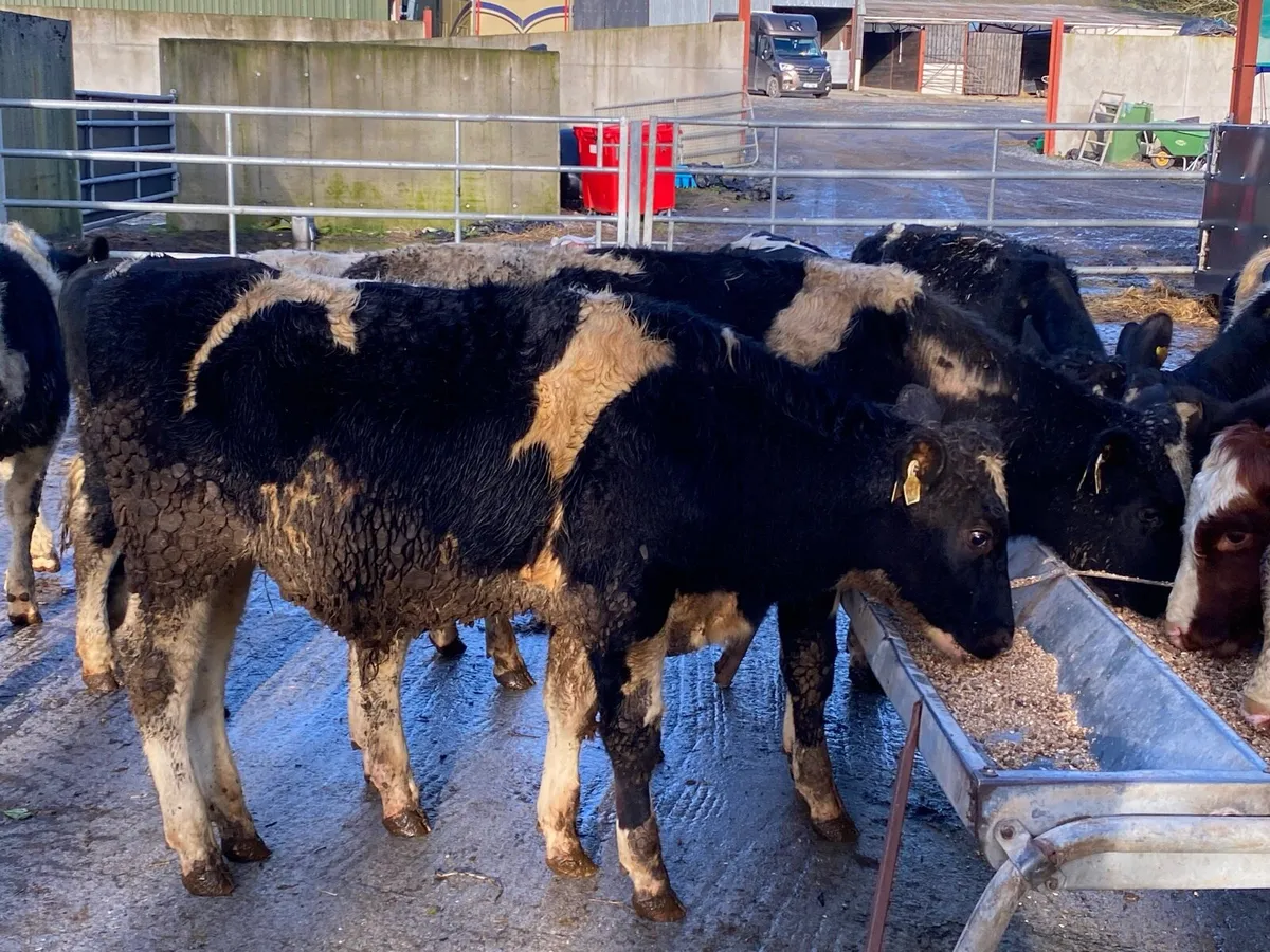 300kg Friesian Bullocks @ Lissava - Image 2