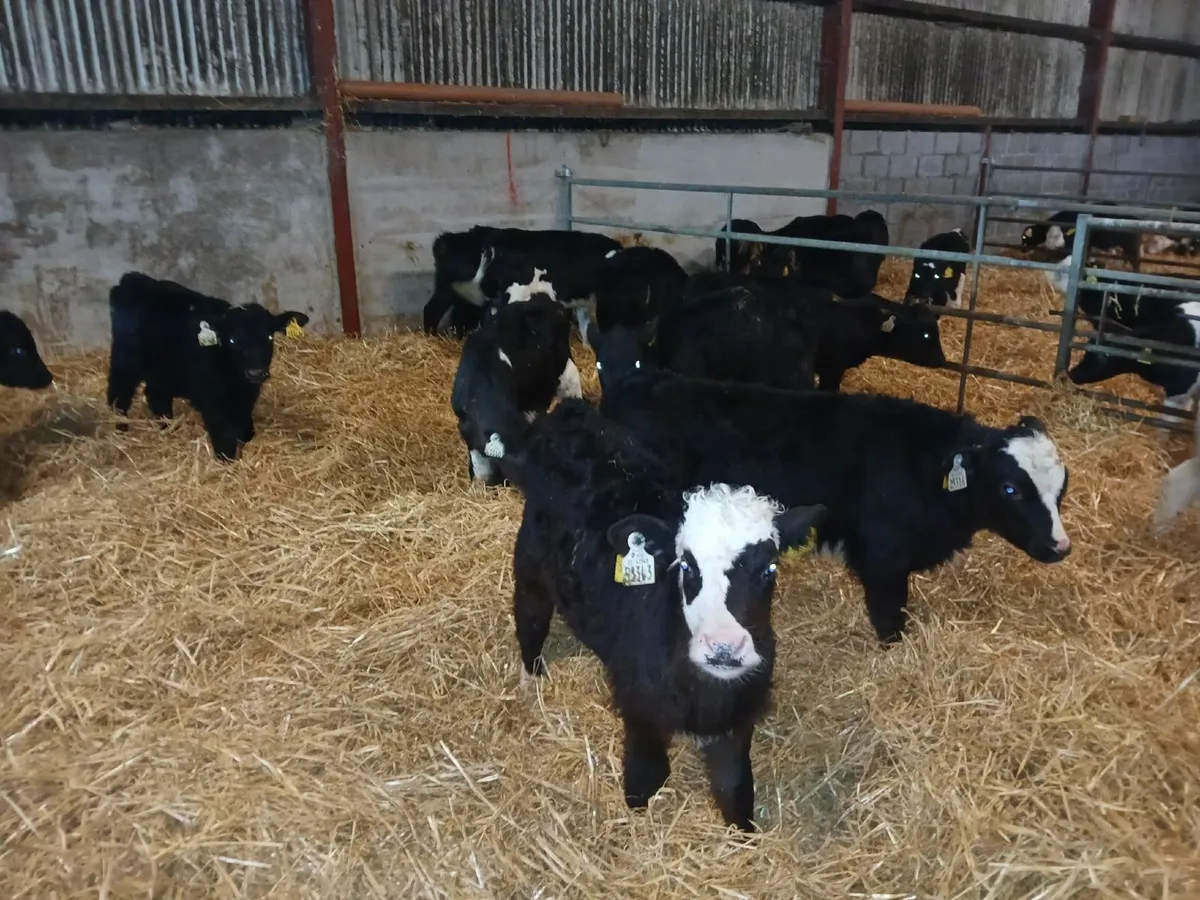 Weanling Sale Athenry Jan 22nd - Image 2
