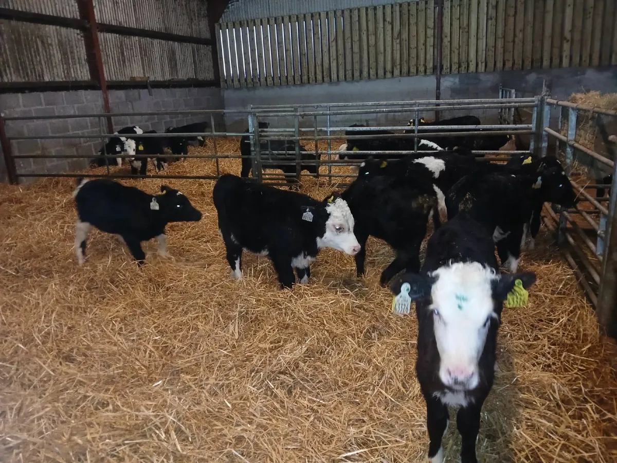 Weanling Sale Athenry Jan 22nd - Image 4