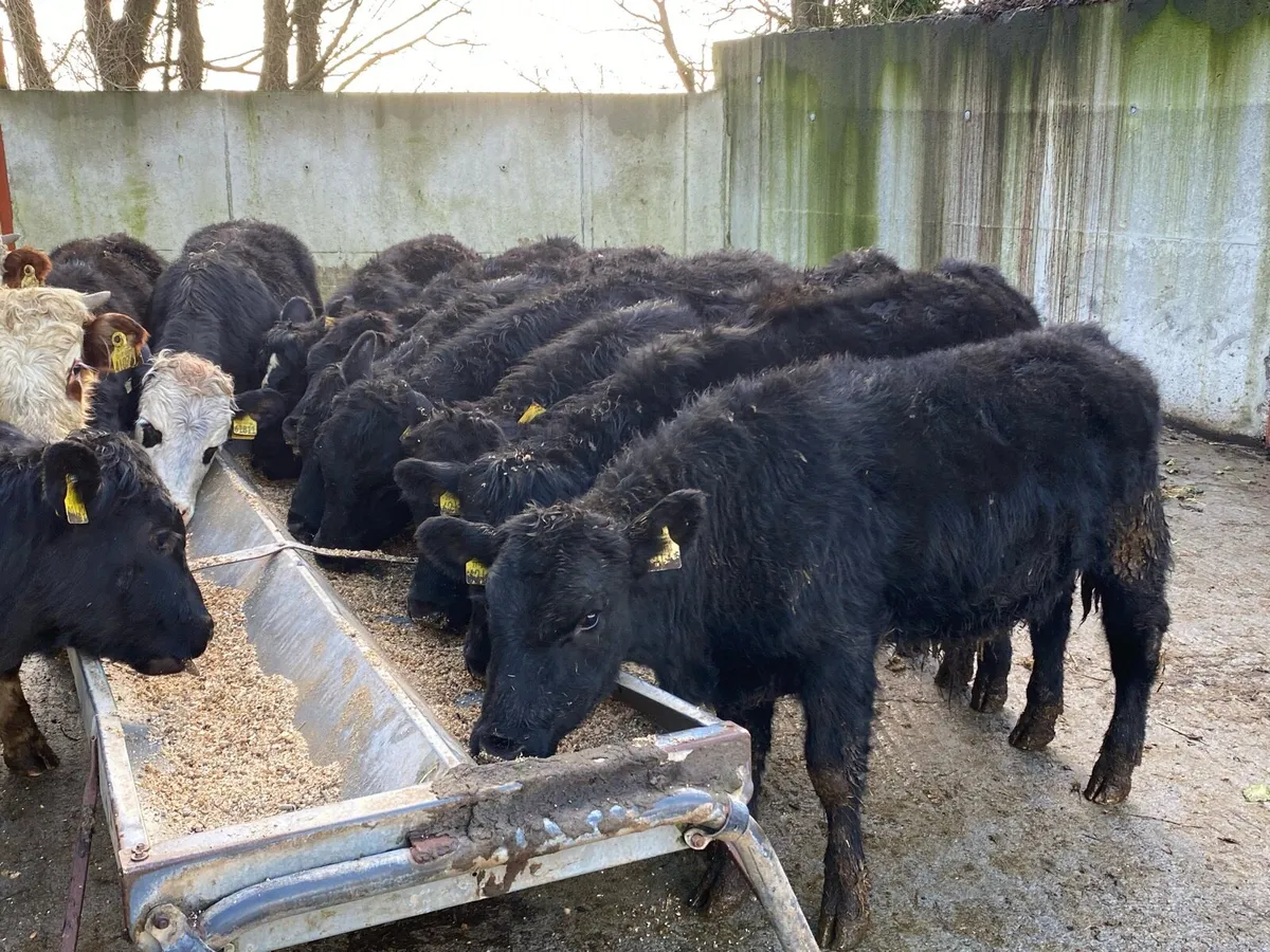 12 AA/WH Bullocks 270kg @ Lissava - Image 1
