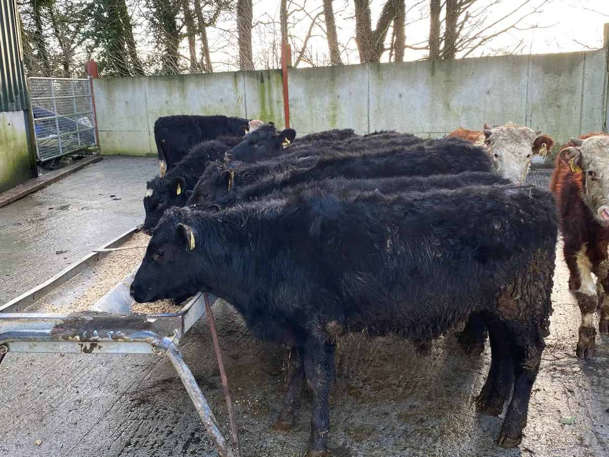 12 AA/WH Bullocks 270kg @ Lissava - Image 2
