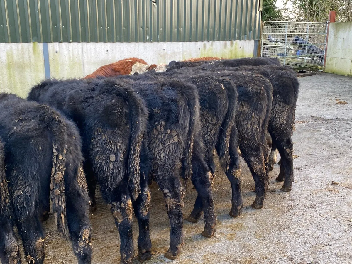 12 AA/WH Bullocks 270kg @ Lissava - Image 4