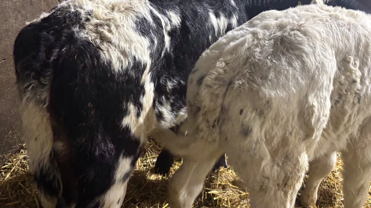 3 Quality Belgian Blue Heifer Calves - Image 3
