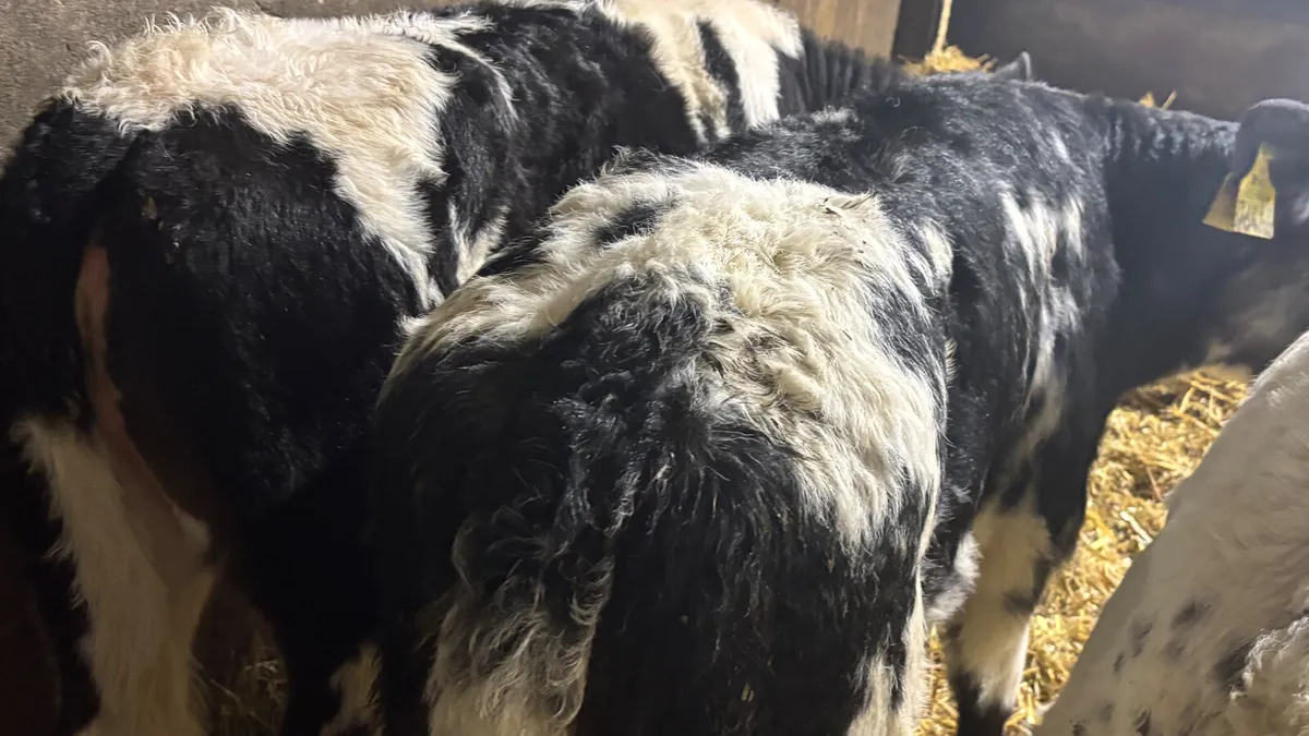 3 Quality Belgian Blue Heifer Calves - Image 4