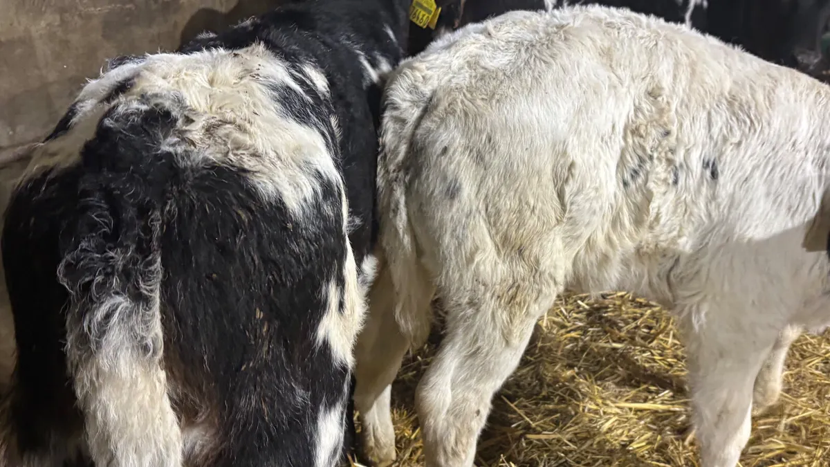 3 Quality Belgian Blue Heifer Calves - Image 2