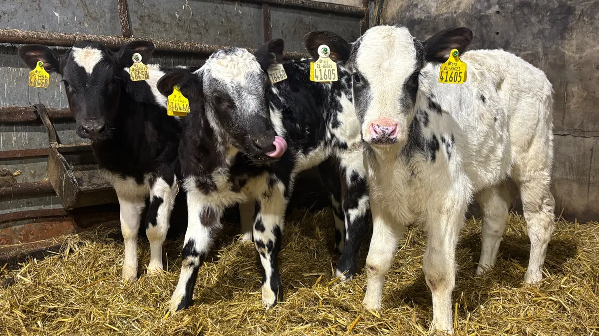 3 Quality Belgian Blue Heifer Calves - Image 1