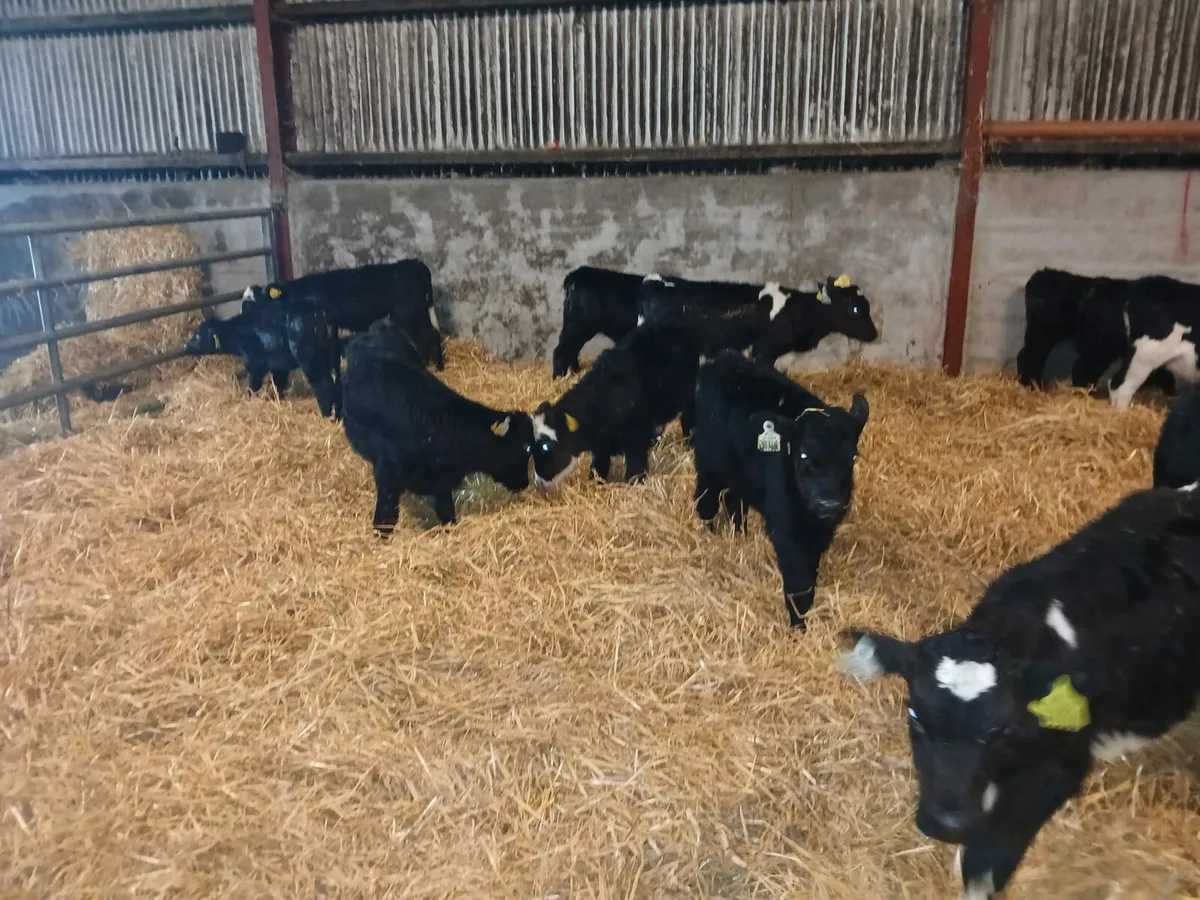 Weanling Sale Athenry Jan 22nd - Image 1