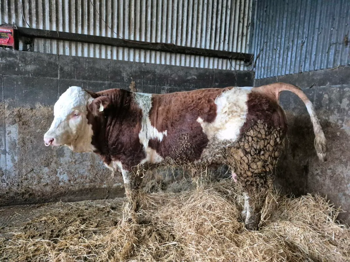 PEDIGREE POLLED SIMMENTAL BULLS - Image 2