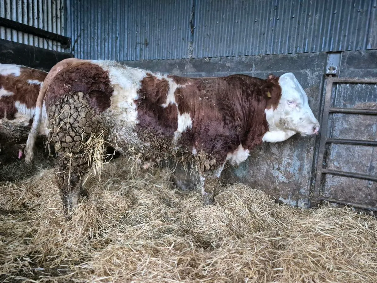 PEDIGREE POLLED SIMMENTAL BULLS - Image 3