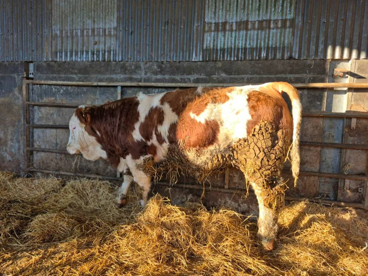 PEDIGREE POLLED SIMMENTAL BULLS - Image 4