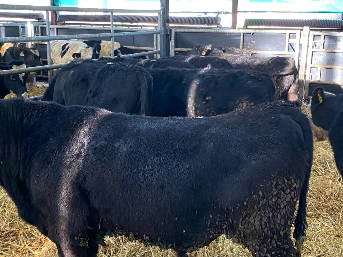 10 Angus Bullocks 350kg @ Lissava - Image 1