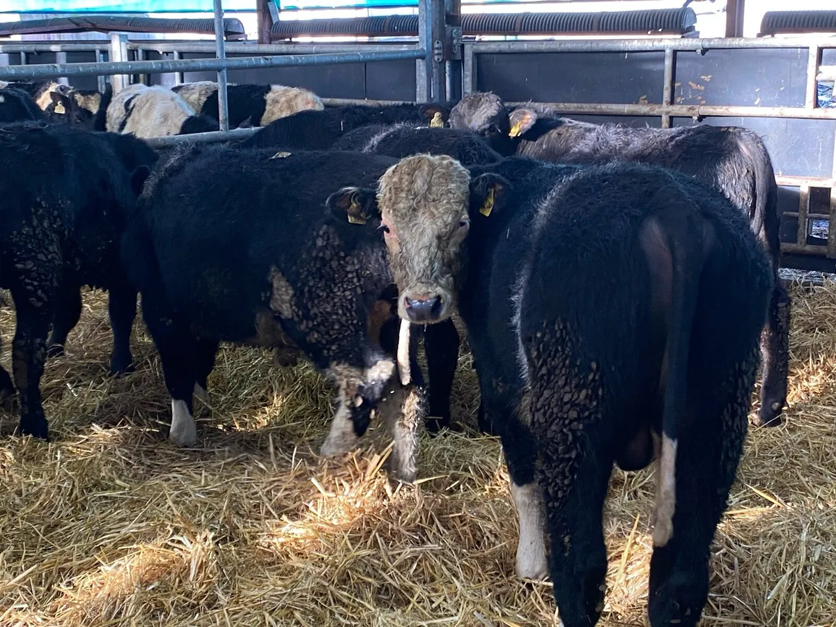 10 Angus Bullocks 350kg @ Lissava - Image 2