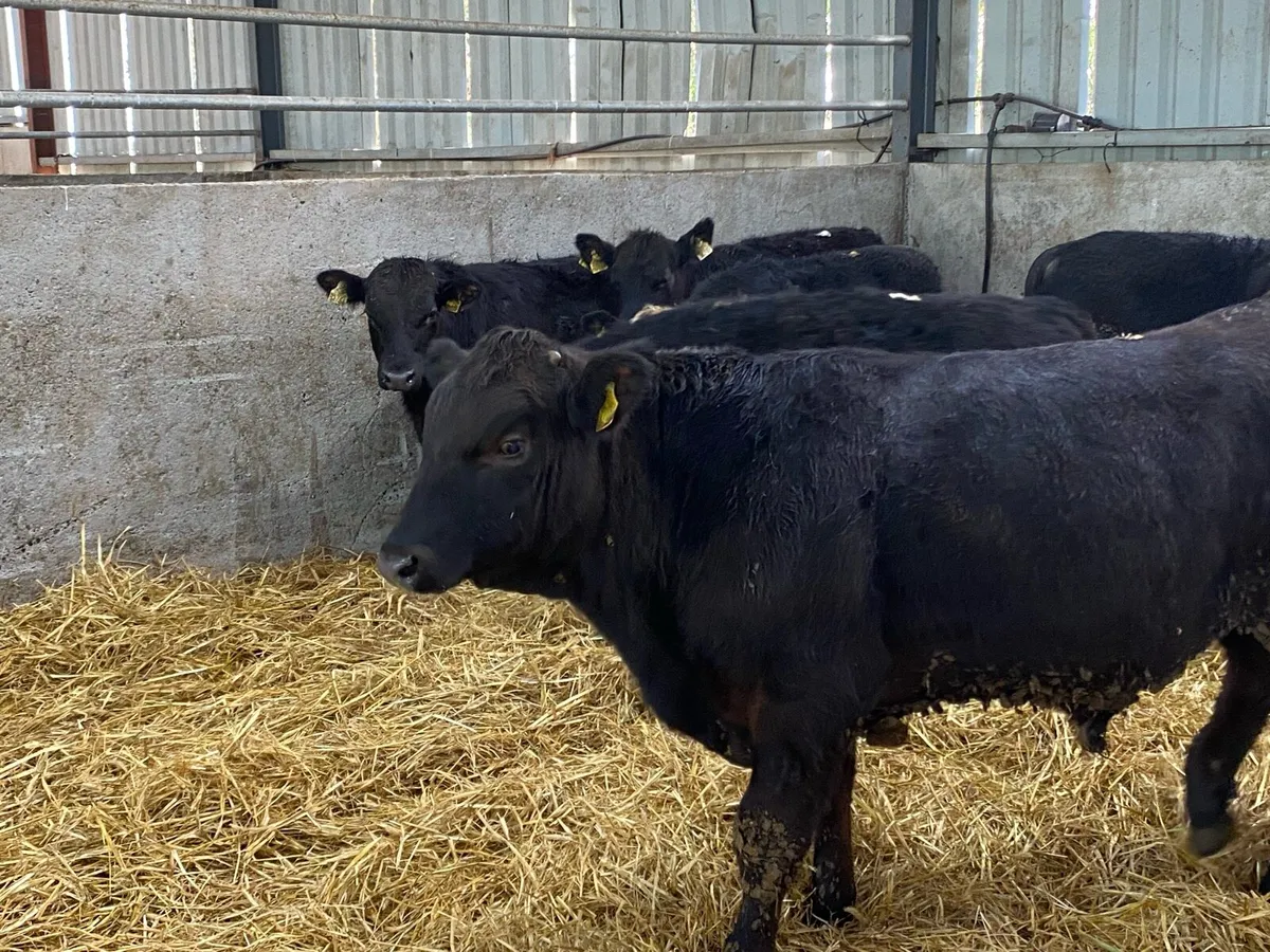 10 Angus Bullocks 350kg @ Lissava - Image 3