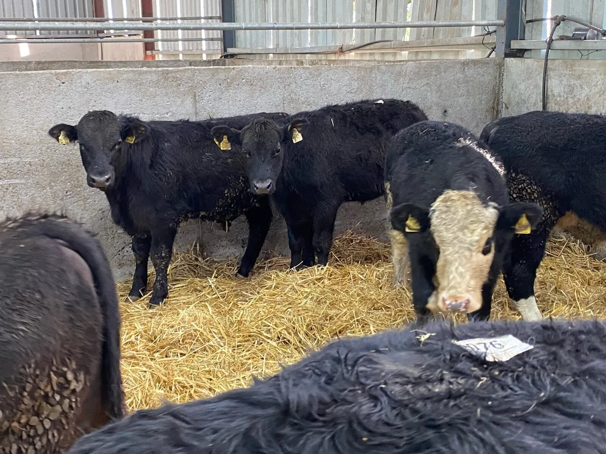 10 Angus Bullocks 350kg @ Lissava - Image 4
