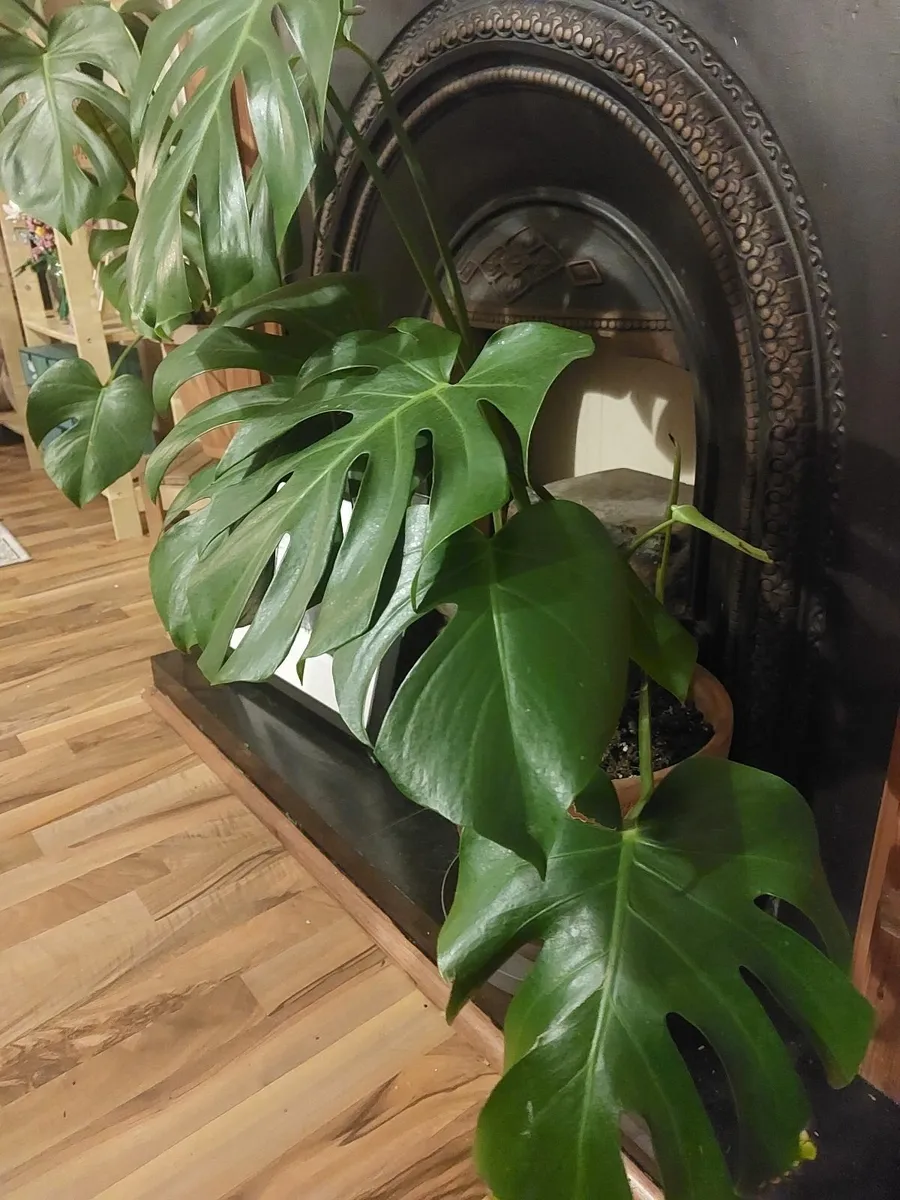Large Monstera Deliciosa (Swiss Cheese Plant) - Image 2